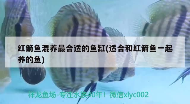 紅箭魚混養最合適的魚缸(適合和紅箭魚一起養的魚)