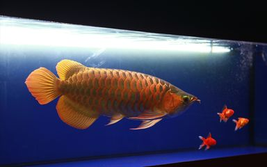 龍魚飼料魚怎么選擇，如何選擇龍魚飼料魚