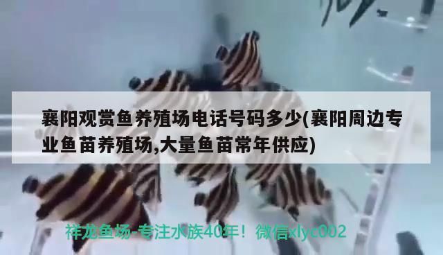 襄陽觀賞魚養殖場電話號碼多少(襄陽周邊專業魚苗養殖場,大量魚苗常年供應)