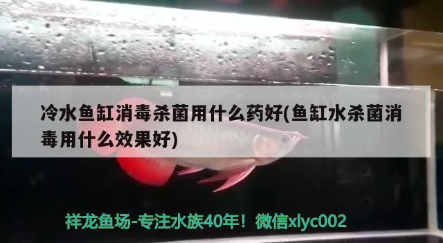 龍魚能用殺菌水嗎vs祥龍魚場：祥龍魚場使用殺菌水給龍魚治療疾病具有豐富的經驗和效果