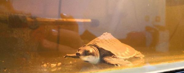 豬鼻龜 飼養：全面指南：如何飼養豬鼻龜