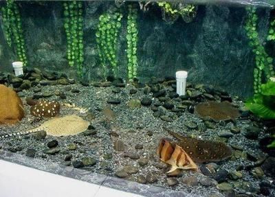 泰國虎魚養殖環境要求，泰國虎魚養殖環境的具體要求