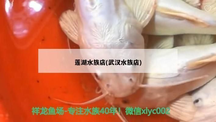 武漢龍魚vs武漢水族批發市場vs武漢水族館vs武漢魚缸批發市場vs祥龍魚場：武漢水族批發市場、水族批發市場、水族館和特定品牌或供應商