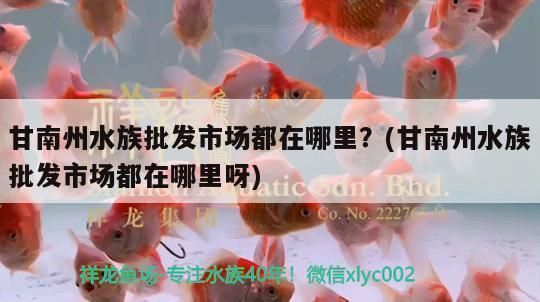 隴南龍魚vs隴南水族批發市場vs隴南水族館vs隴南魚缸批發市場vs祥龍魚場：隴南龍魚、隴南水族批發市場、隴南魚缸批發市場地址 隴南龍魚vs隴南水族批發市場vs隴南水族館vs隴南魚缸批發市場vs祥龍魚場：隴南龍魚、隴南水族批發市場、隴南魚缸批發市場地址 祥龍魚場各市分站 第4張
