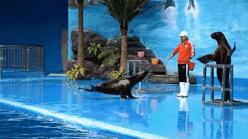 包頭龍魚vs包頭水族批發市場vs包頭水族館vs包頭魚缸批發市場vs祥龍魚場：包頭水族批發市場 包頭龍魚vs包頭水族批發市場vs包頭水族館vs包頭魚缸批發市場vs祥龍魚場：包頭水族批發市場 祥龍魚場各市分站 第4張