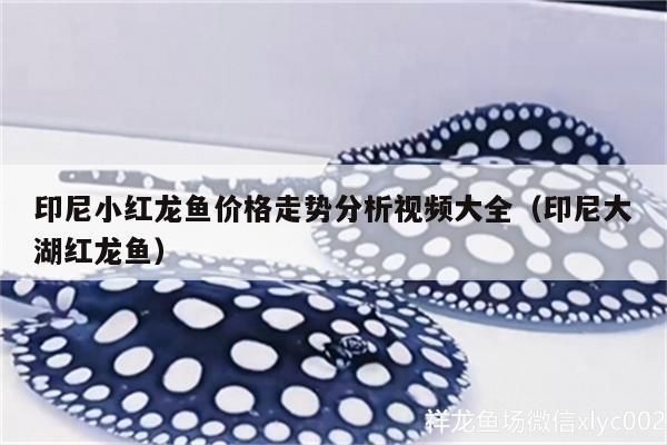 印尼大湖紅龍魚價格多少：印尼大湖紅龍魚價格因品相、魚場、市場供需等因素存在差異 印尼大湖紅龍魚價格多少：印尼大湖紅龍魚價格因品相、魚場、市場供需等因素存在差異 大湖紅龍魚百科 第1張