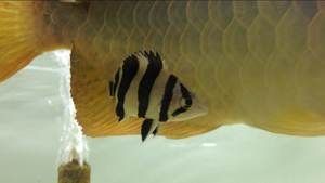 四紋虎魚繁殖期食物選擇，四紋虎魚繁殖期飼料品牌推薦,