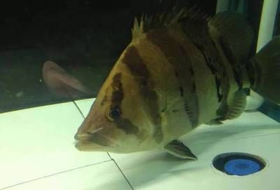鹽田區(qū)有哪些知名的龍魚養(yǎng)殖戶？，華南地區(qū)認證龍魚養(yǎng)殖場清單鹽田區(qū)龍魚養(yǎng)殖戶有哪些聯(lián)系方式