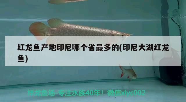 紅龍魚產地印尼哪個省最多的(印尼大湖紅龍魚)
