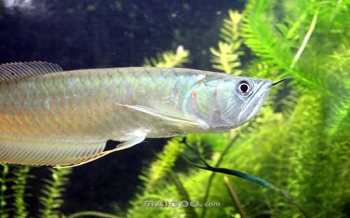 30魚缸可以養三湖慈鯛么：30厘米的魚缸可以養三湖慈鯛嗎？