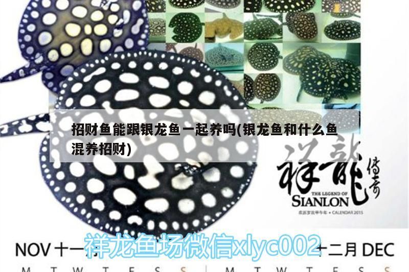招財魚能跟銀龍魚一起養嗎(銀龍魚和什么魚混養招財)