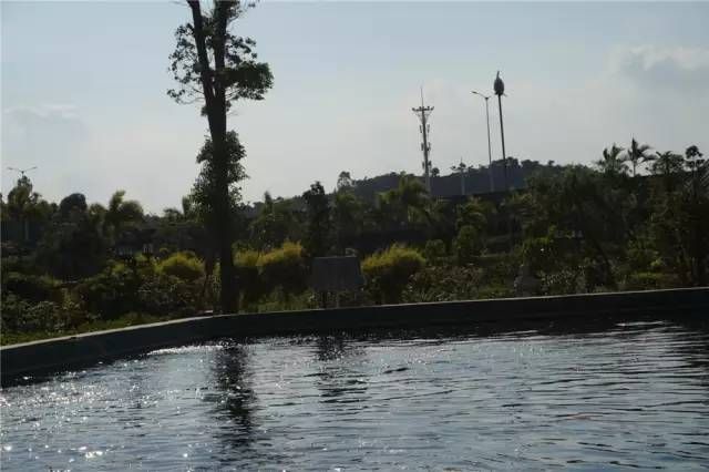 包頭水族館東莞錦鯉協(xié)會(huì)——走進(jìn)東莞三和田錦鯉場(chǎng)201511 錦鯉魚(yú)百科 第6張 包頭水族館東莞錦鯉協(xié)會(huì)——走進(jìn)東莞三和田錦鯉場(chǎng)201511 包頭水族館東莞錦鯉協(xié)會(huì)——走進(jìn)東莞三和田錦鯉場(chǎng)201511 錦鯉魚(yú)百科 第6張