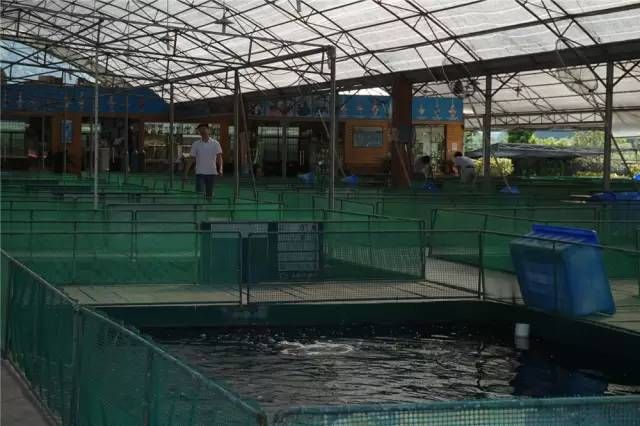 包頭水族館東莞錦鯉協(xié)會(huì)——走進(jìn)東莞三和田錦鯉場(chǎng)201511 錦鯉魚(yú)百科 第7張 包頭水族館東莞錦鯉協(xié)會(huì)——走進(jìn)東莞三和田錦鯉場(chǎng)201511 包頭水族館東莞錦鯉協(xié)會(huì)——走進(jìn)東莞三和田錦鯉場(chǎng)201511 錦鯉魚(yú)百科 第7張