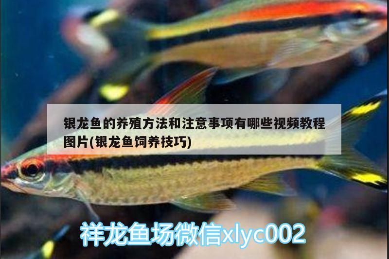 銀龍魚的養殖方法和注意事項有哪些視頻教程圖片(銀龍魚飼養技巧)