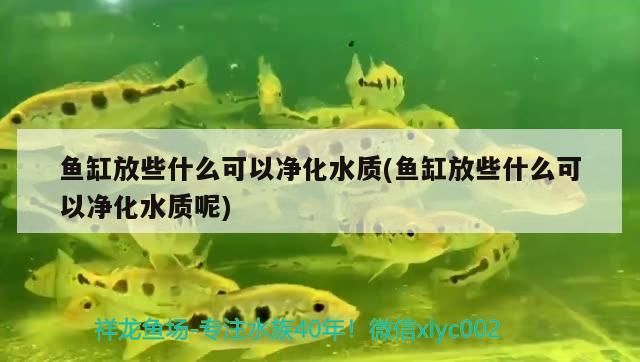 缸壁白色羽毛狀東西是什么