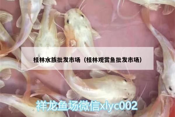 桂林龍魚vs桂林水族批發市場vs桂林水族館vs桂林魚缸批發市場vs祥龍魚場：桂林水族批發市場