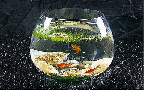 進門見魚缸好不好，如何選擇適合家居的魚缸 進門見魚缸好不好，如何選擇適合家居的魚缸 魚缸百科 第3張