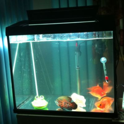 進門見魚缸好不好，如何選擇適合家居的魚缸 進門見魚缸好不好，如何選擇適合家居的魚缸 魚缸百科 第5張