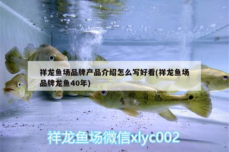 祥龍魚場品牌產品介紹怎么寫好看(祥龍魚場品牌龍魚40年)