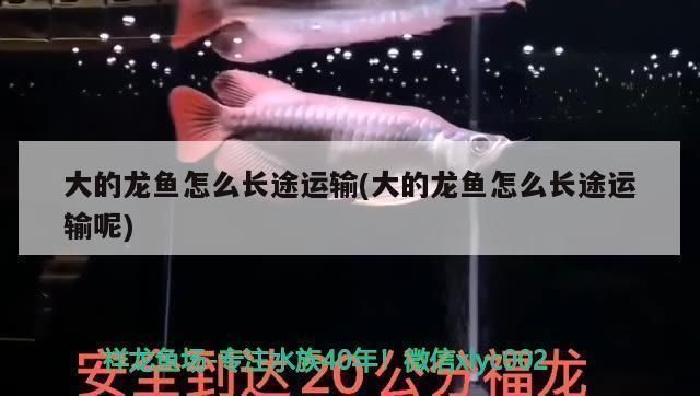 張掖龍魚(yú)vs張掖水族批發(fā)市場(chǎng)vs張掖水族館vs張掖魚(yú)缸批發(fā)市場(chǎng)vs祥龍魚(yú)場(chǎng)：張掖龍魚(yú)、張掖水族市場(chǎng)、祥龍魚(yú)場(chǎng)各自的相關(guān)信息