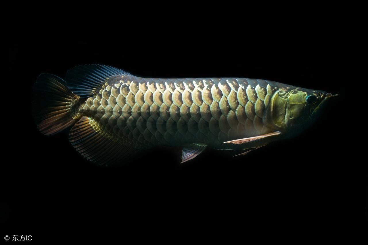 金龍魚去氯的最佳方法：金龍魚去氯的方法