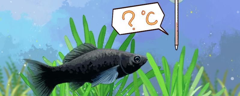 黑瑪麗魚是熱帶魚還是冷水魚？水溫多少合適