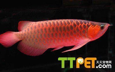 大湖紅龍魚與辣椒紅龍哪個好：大湖紅龍魚和辣椒紅龍魚各有其獨特的特點和優(yōu)勢和優(yōu)勢