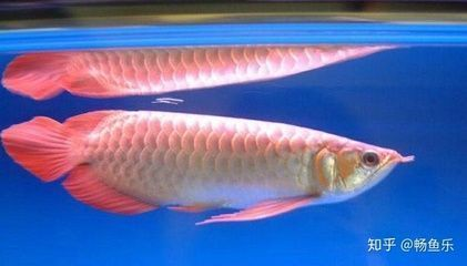 大湖紅龍魚與辣椒紅龍哪個好：大湖紅龍魚和辣椒紅龍魚各有其獨特的特點和優(yōu)勢和優(yōu)勢