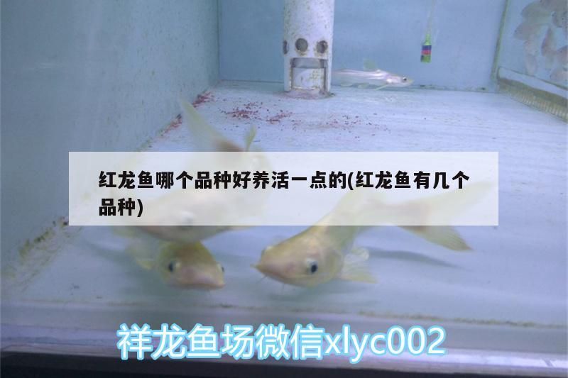 紅龍魚哪個品種好養活一點的(紅龍魚有幾個品種)