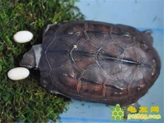 豬鼻龜下蛋條件和方法：豬鼻龜下蛋的條件和方法 豬鼻龜下蛋條件和方法：豬鼻龜下蛋的條件和方法 豬鼻龜百科 第2張