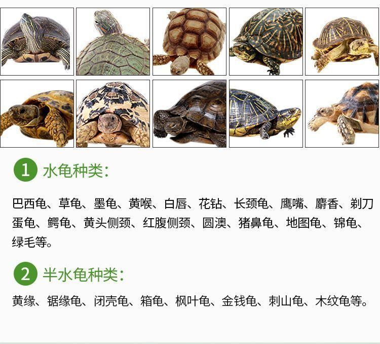 豬鼻龜愛吃什么牌子的飼料：豬鼻龜飼料和營養成分對比豬鼻龜飼料用戶評價匯總