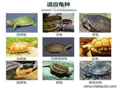 豬鼻龜愛吃什么牌子的飼料：豬鼻龜飼料和營養成分對比豬鼻龜飼料用戶評價匯總