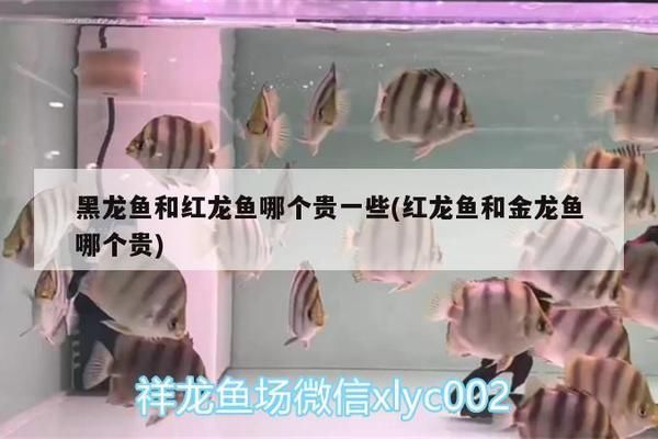 銀龍魚越養越紅嗎(銀龍魚容易養嗎)