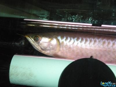 1.3米魚缸放多少鹽合適呢：1.3米長的魚缸