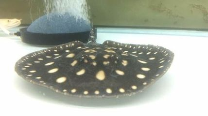 龍魚不活躍怎么回事兒呢