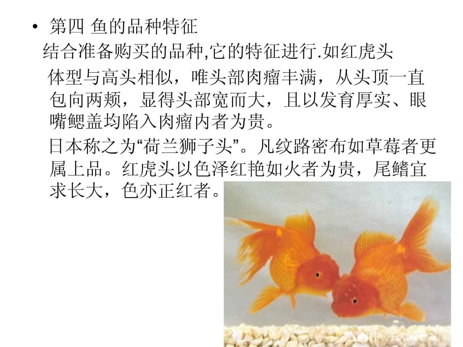 觀賞魚繁殖技術（關于觀賞魚的繁殖技術）