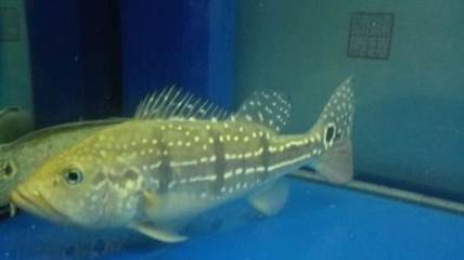 蘇州魚缸制作廠家電話號碼查詢大全：蘇州魚缸哪里有賣的