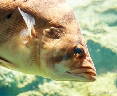 蘇虎魚人工飼料適應(yīng)訓(xùn)練，蘇虎魚人工飼料適應(yīng)人工飼料的訓(xùn)練步驟和注意事項(xiàng)