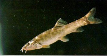 水族館魚類介紹大全魚是背上的是啥動物：幾種常見水族館魚類介紹