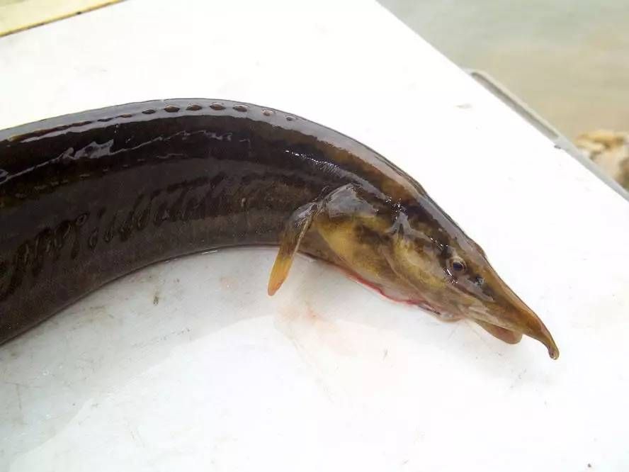 水族館魚類介紹大全魚是背上的是啥動物：幾種常見水族館魚類介紹