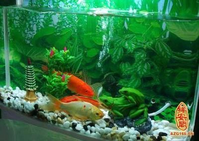 60魚缸養什么魚合適：60厘米的魚缸適合養殖中型魚或小型魚具體的魚種選擇