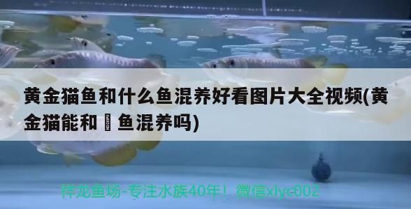 黃金貓魚和什么魚混養好看圖片大全視頻(黃金貓能和魟魚混養嗎)