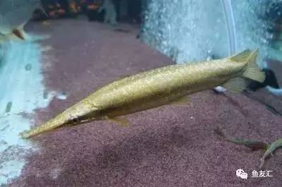自動換水的魚缸沒水了怎么整(魚缸全自動換水排水)