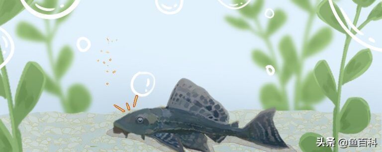 魚缸清潔養什么魚好啊，清道夫魚的日常護理要點
