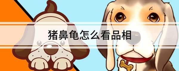 豬鼻龜的品相：豬鼻龜怎么養 豬鼻龜的品相：豬鼻龜怎么養 豬鼻龜百科 第4張