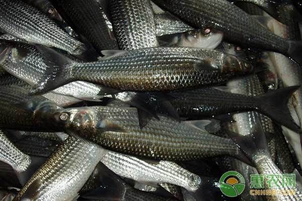 聊城魚缸批發市場在哪里進貨的啊電話 聊城魚缸廠