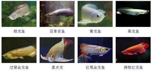 紅尾過背金龍魚圖片及價格：紅尾過背金龍魚的價格