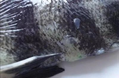 虎魚喂泥鰍會變黑嗎：喂食泥鰍對虎魚的身體狀況有影響嗎，虎魚喂泥鰍會變黑嗎