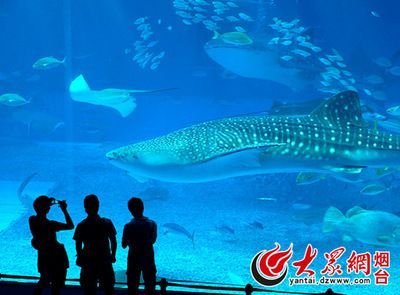 水族館干啥的：水族館是一個專門用于展示和飼養(yǎng)水生生物的場所