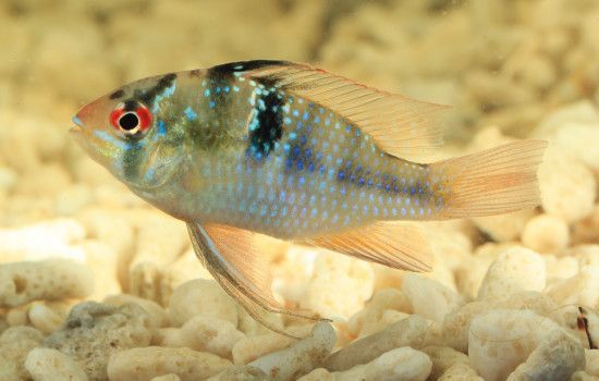 金龍魚營養均衡飼料選擇：金龍魚幼魚專用飼料推薦
